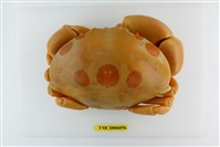 藏品(紅斑瓢蟹)的圖片